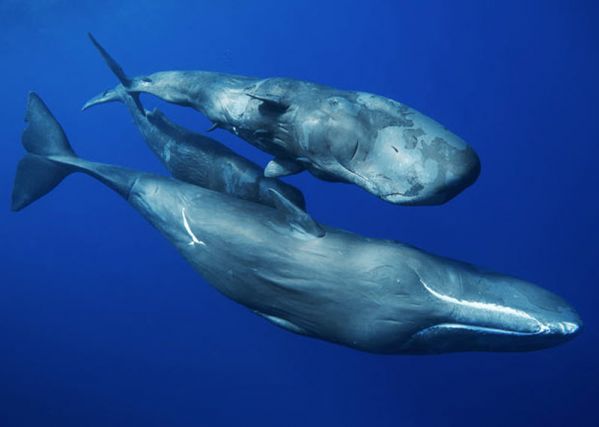 Заклинатель китов